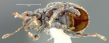 Media type: image;   Entomology 32817 Aspect: habitus ventral view